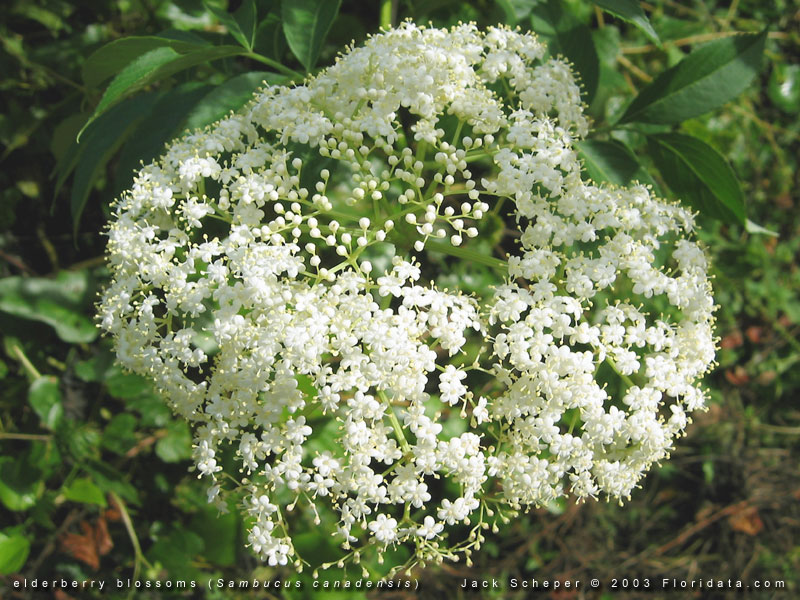 American elderberry